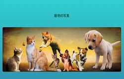 動物の写真