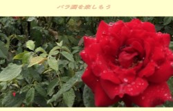 シモシタ
