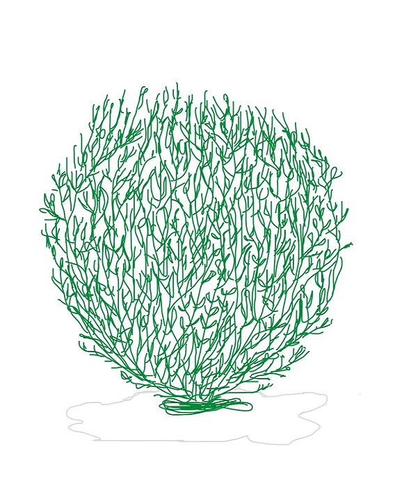 コキア（緑）